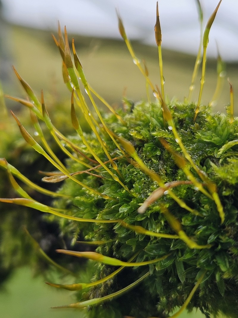 Tortula Moss photo 7