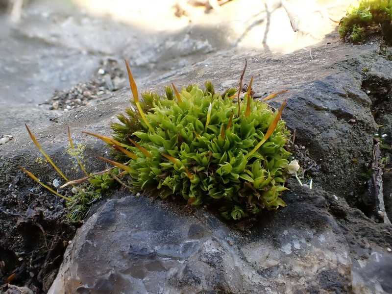 Tortula Moss photo 8