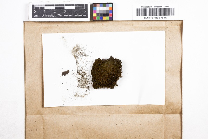 Tortula Moss photo 2