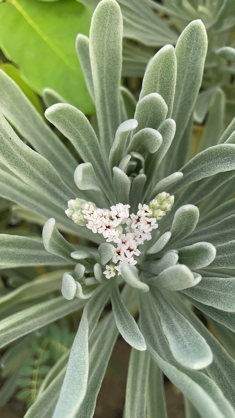 Sea Rosemary photo 3