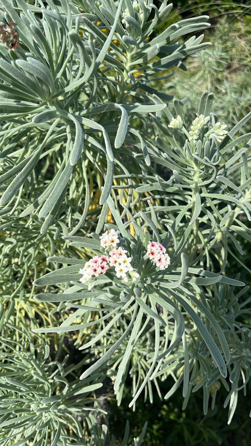 Sea Rosemary photo 4