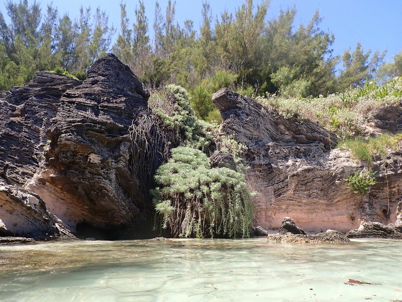 Sea Rosemary photo 5