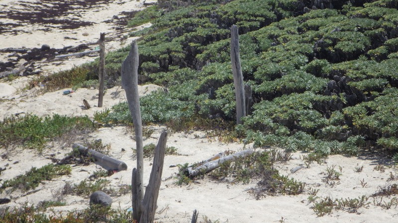 Sea Rosemary photo 6