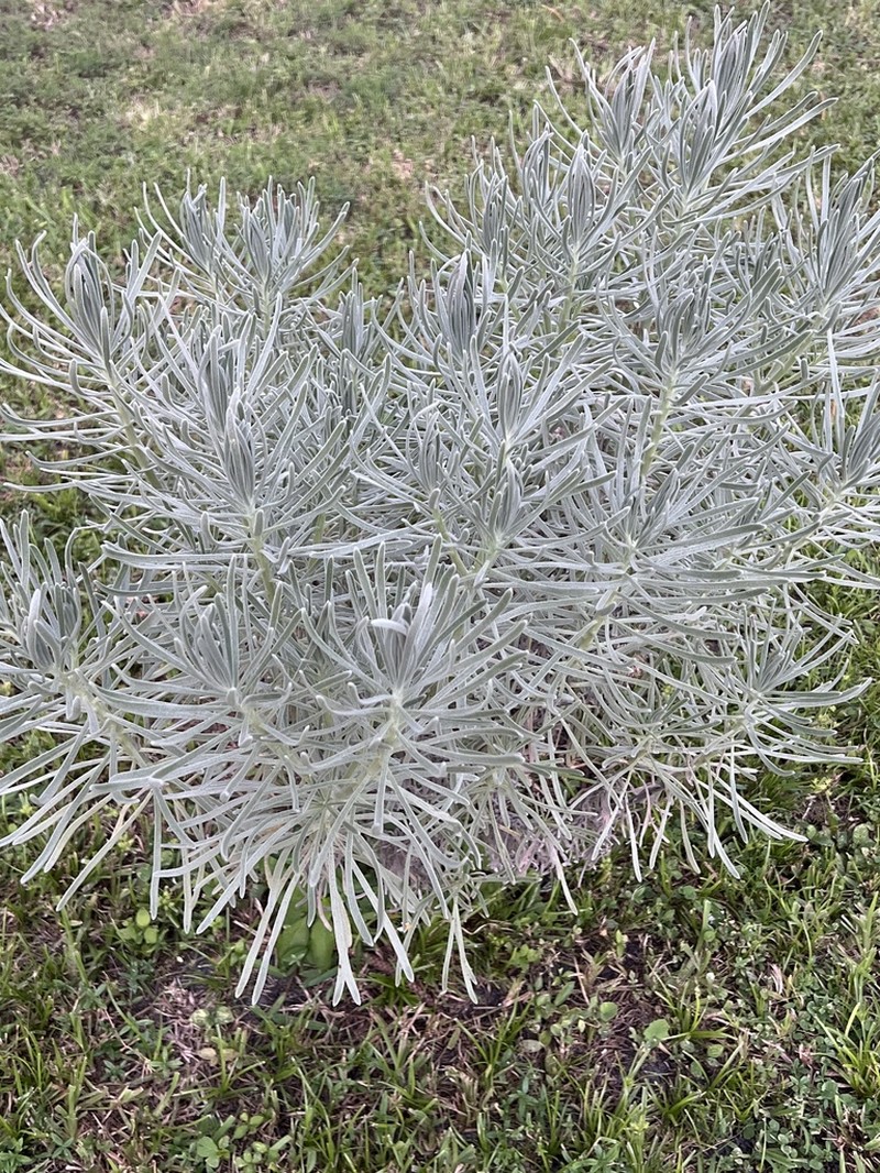 Sea Rosemary photo 7