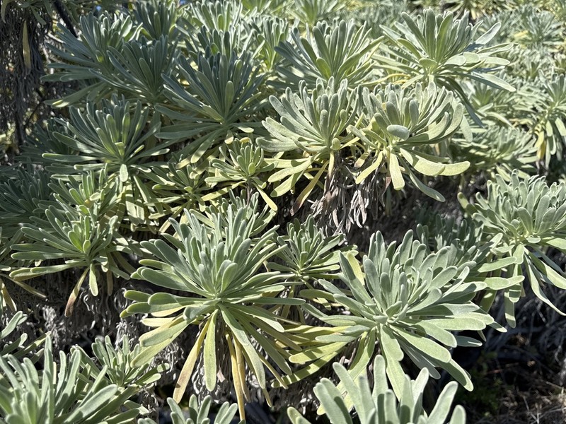 Sea Rosemary photo 8