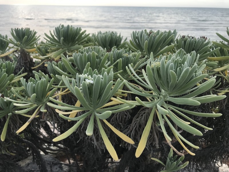 Sea Rosemary photo 9