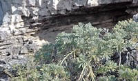 Sea Rosemary