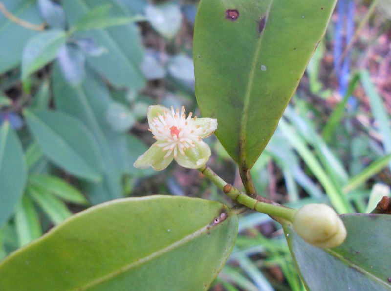 Tovomita iaspidis photo 2