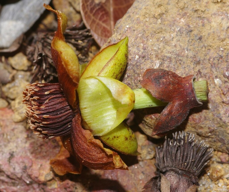 Tovomita maxima
