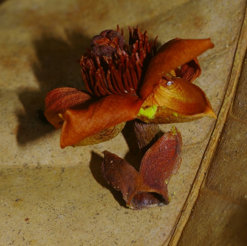 Tovomita maxima photo 2