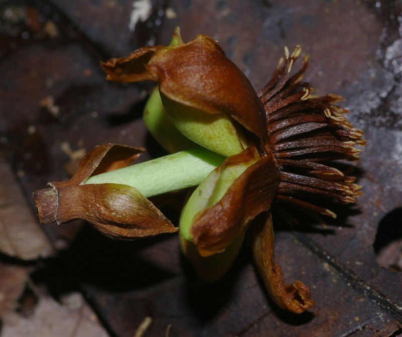 Tovomita maxima photo 4