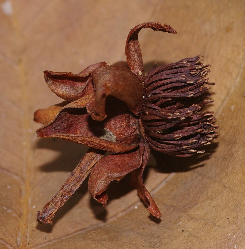Tovomita maxima photo 5
