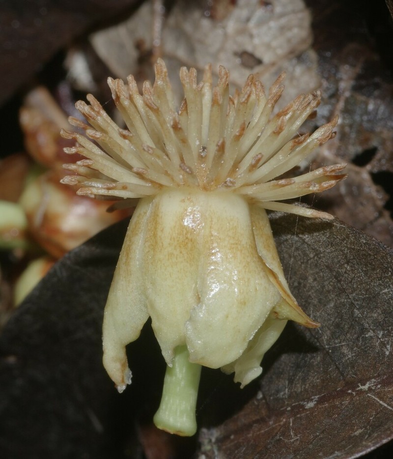 Tovomita maxima photo 6