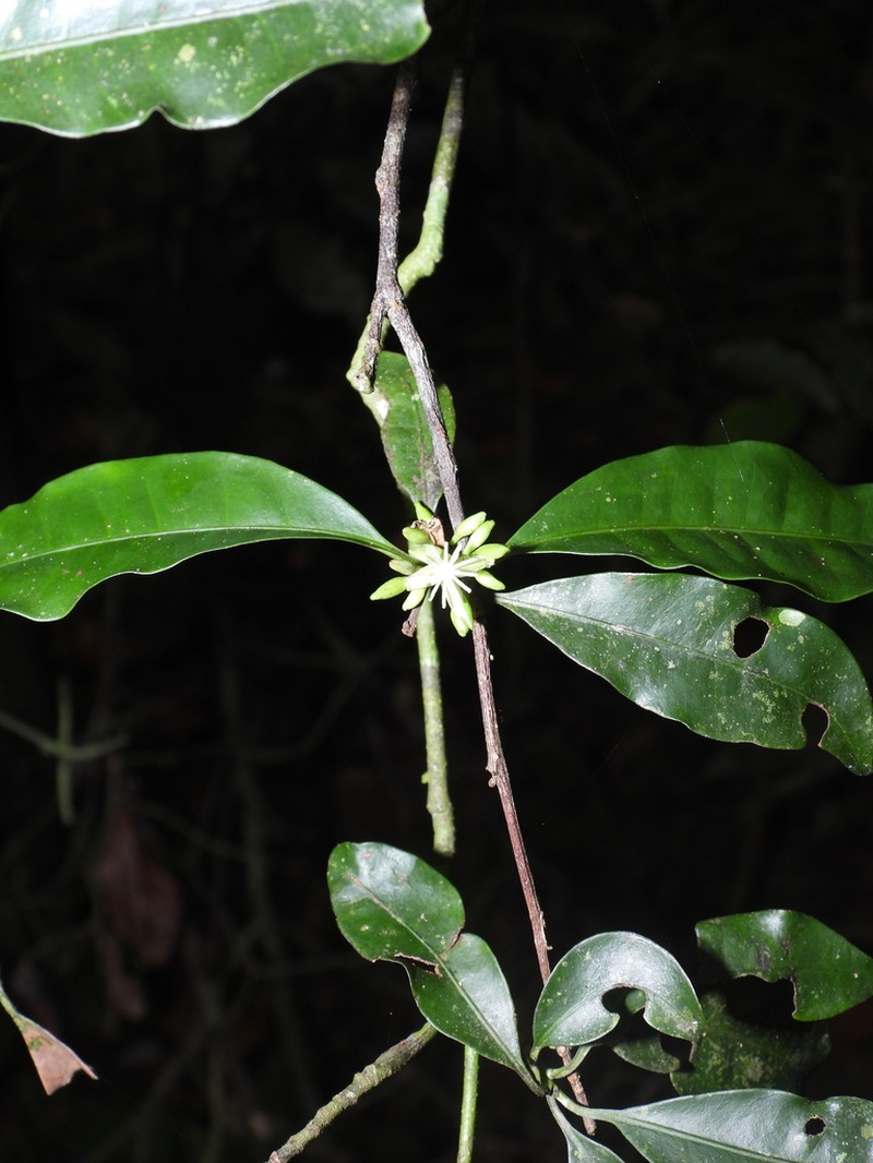 Tovomita saulensis