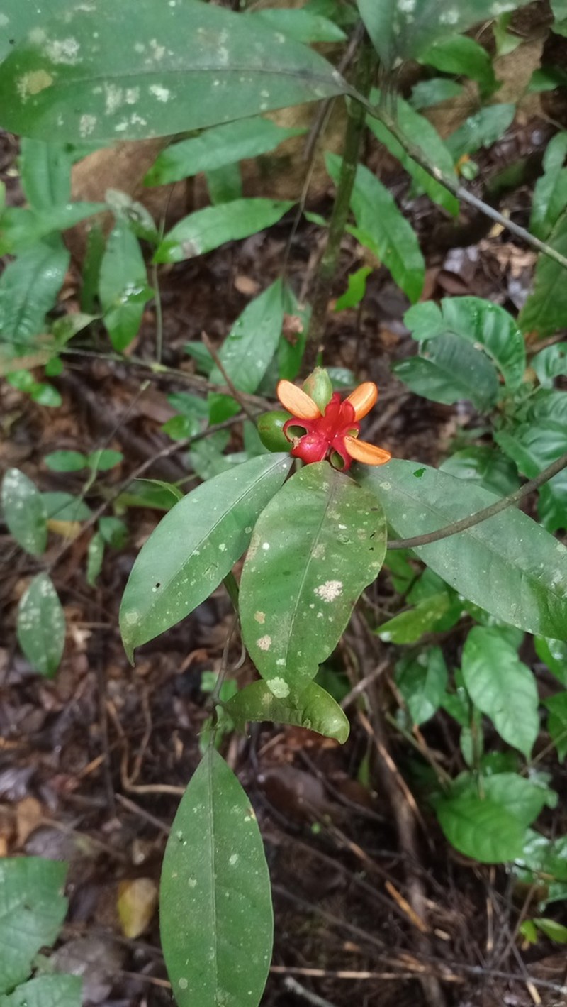 Tovomita saulensis photo 2