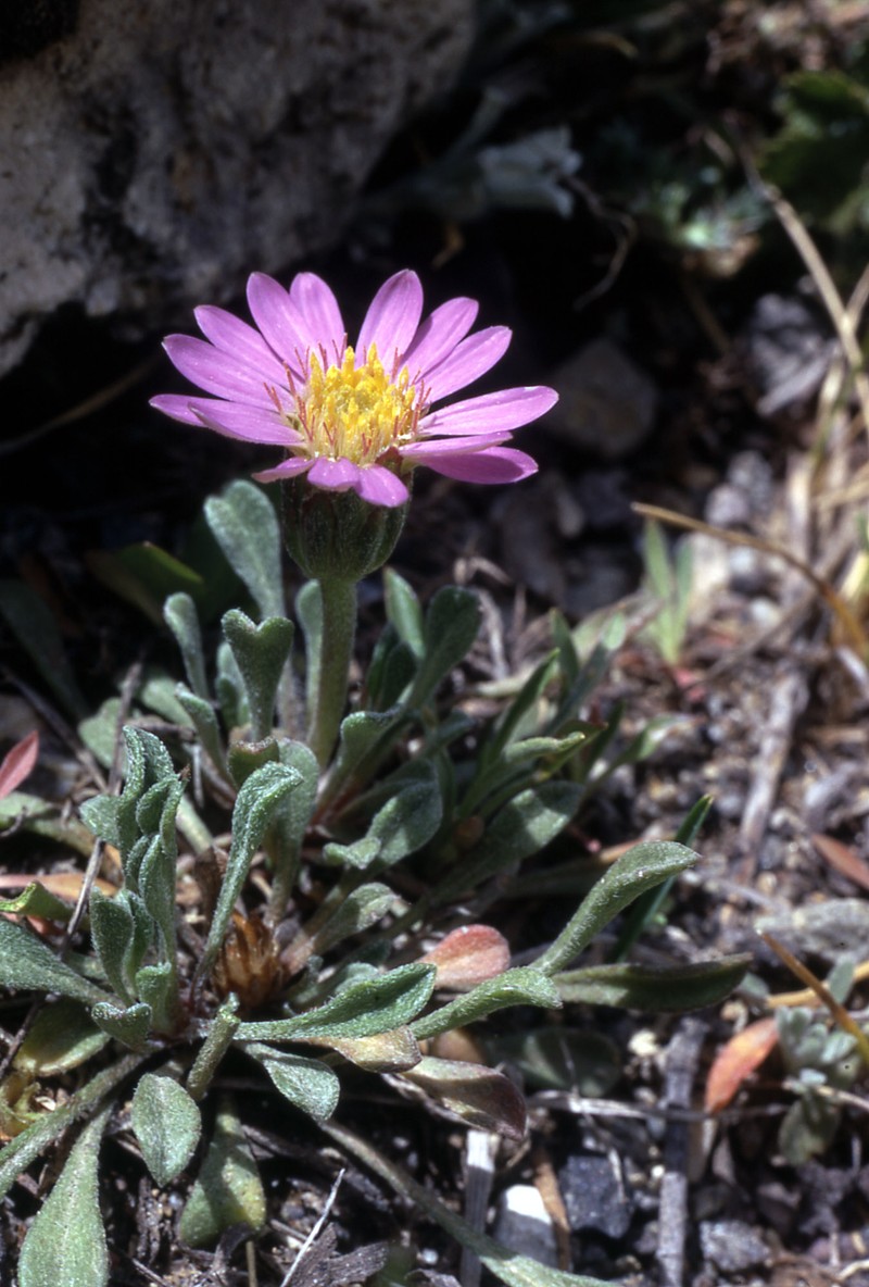 Wyoming Townsend Daisy