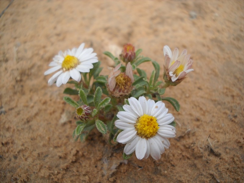 Annual Townsend Daisy