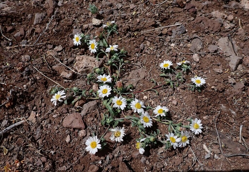 Annual Townsend Daisy photo 3