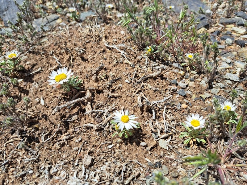 Annual Townsend Daisy photo 4
