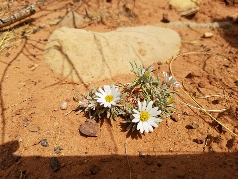 Annual Townsend Daisy photo 6