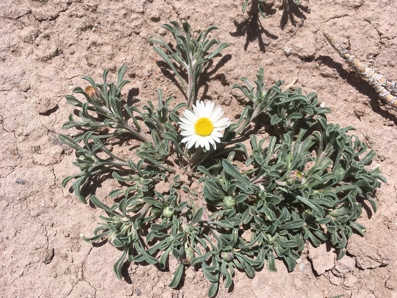 Annual Townsend Daisy photo 7