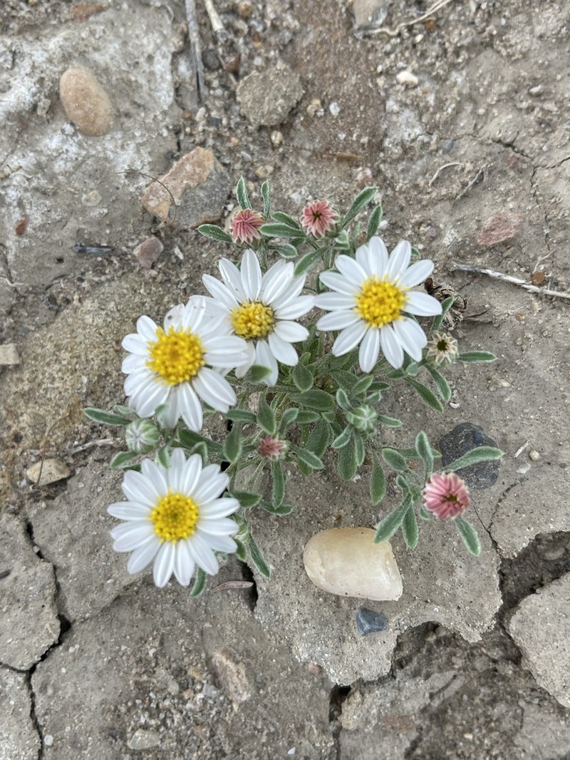 Annual Townsend Daisy photo 8