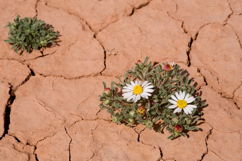 Annual Townsend Daisy