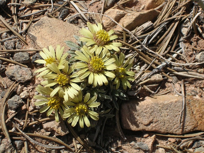 Last Chance Townsend Daisy photo 2