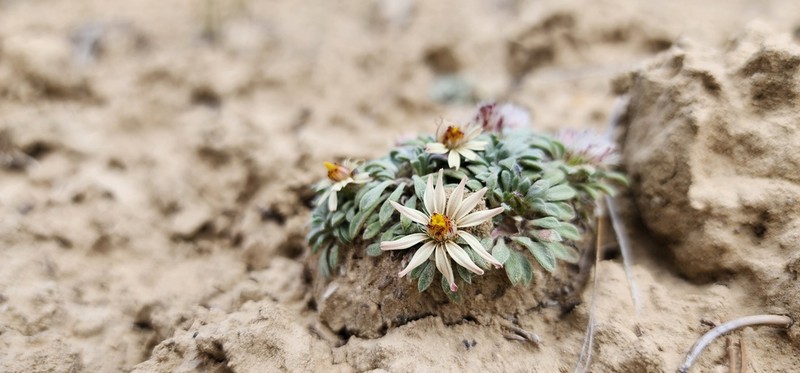 Last Chance Townsend Daisy photo 4