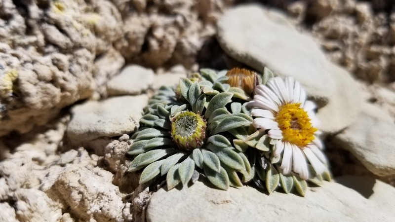 Last Chance Townsend Daisy photo 7