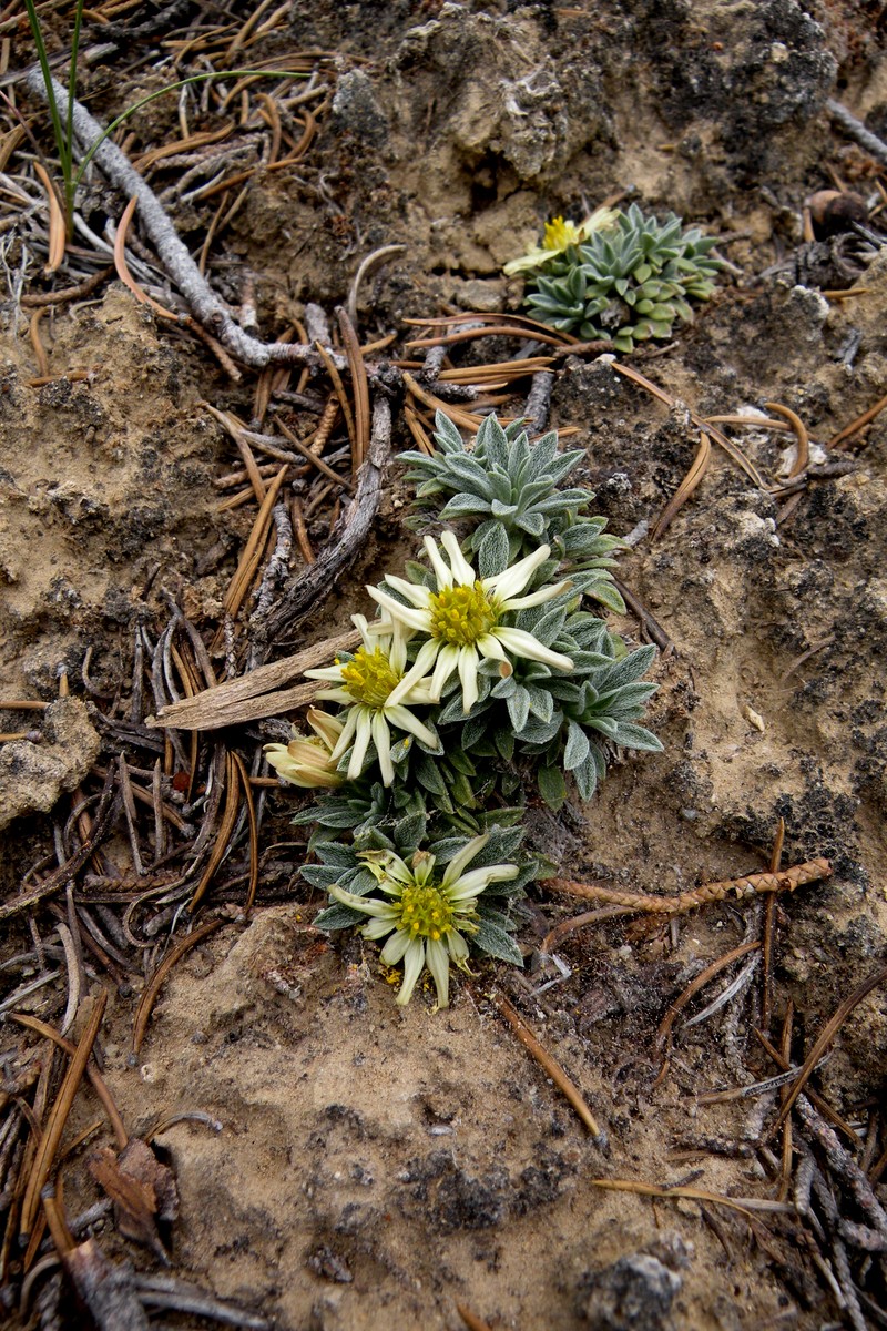 Last Chance Townsend Daisy photo 4