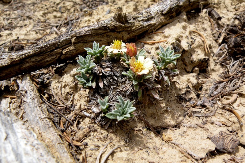 Last Chance Townsend Daisy photo 5