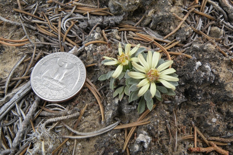 Last Chance Townsend Daisy photo 3