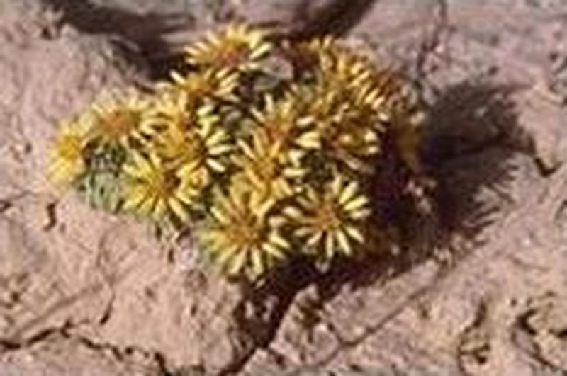 Last Chance Townsend Daisy