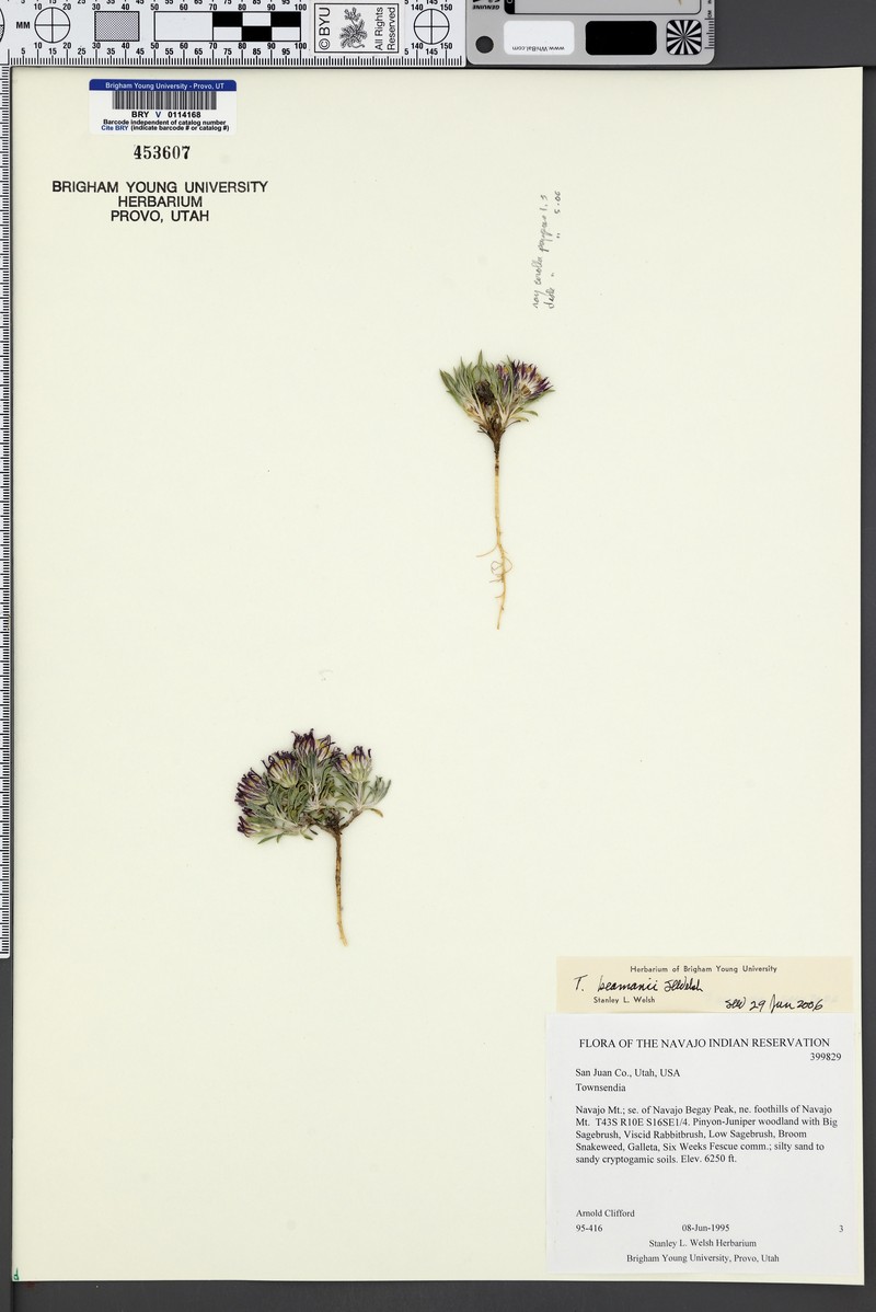 Townsendia beamanii