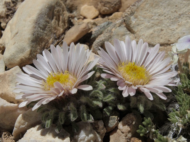 Cushion Townsend Daisy
