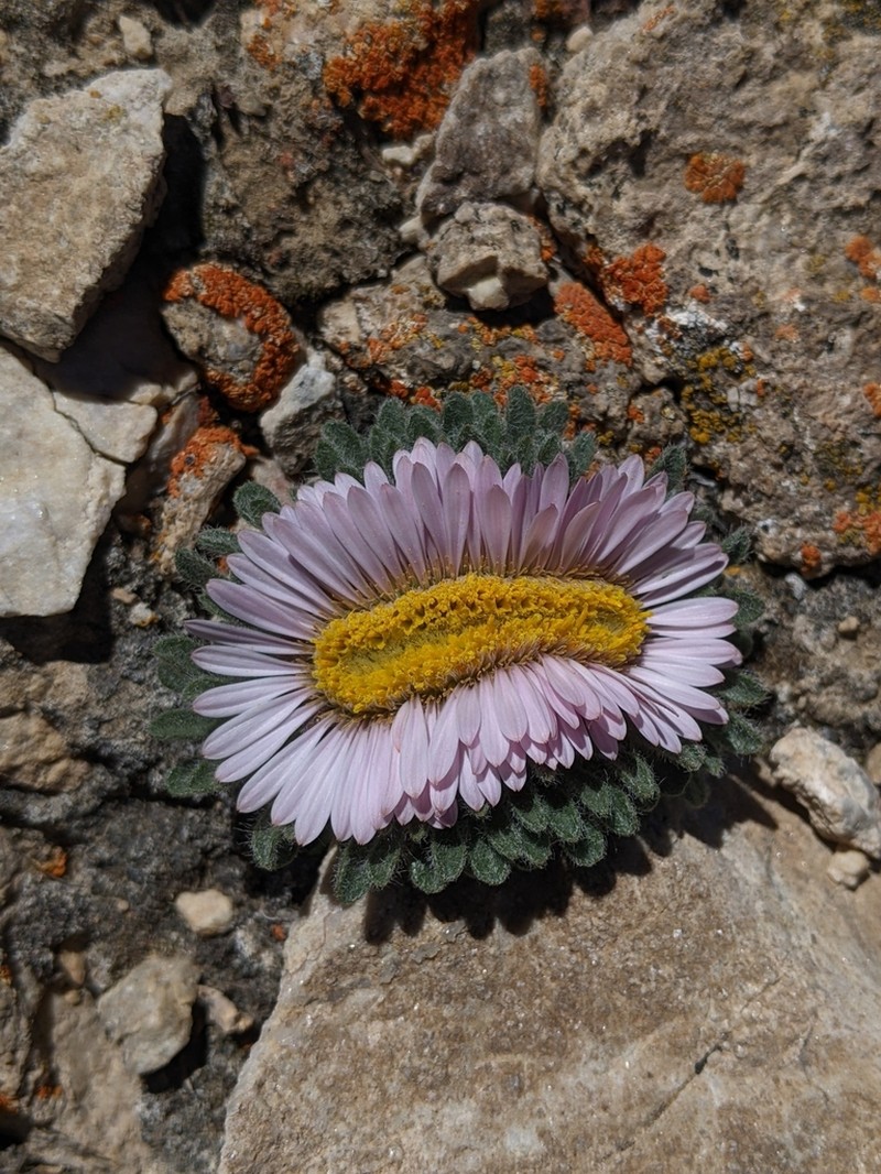 Cushion Townsend Daisy photo 2