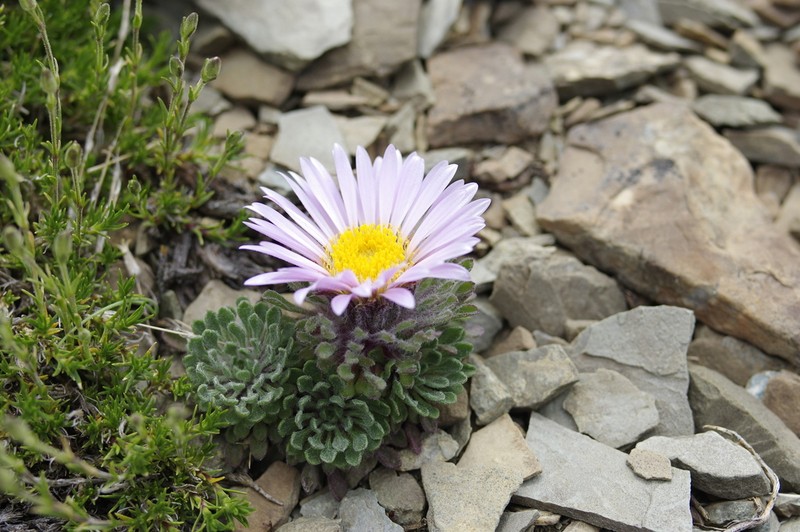 Cushion Townsend Daisy photo 3