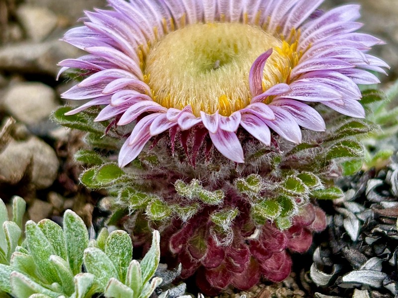 Cushion Townsend Daisy photo 4