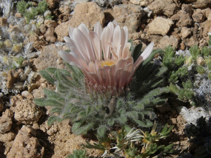Cushion Townsend Daisy photo 5