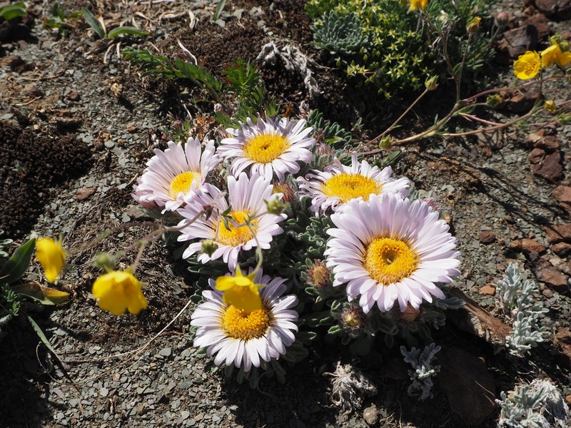 Cushion Townsend Daisy photo 6
