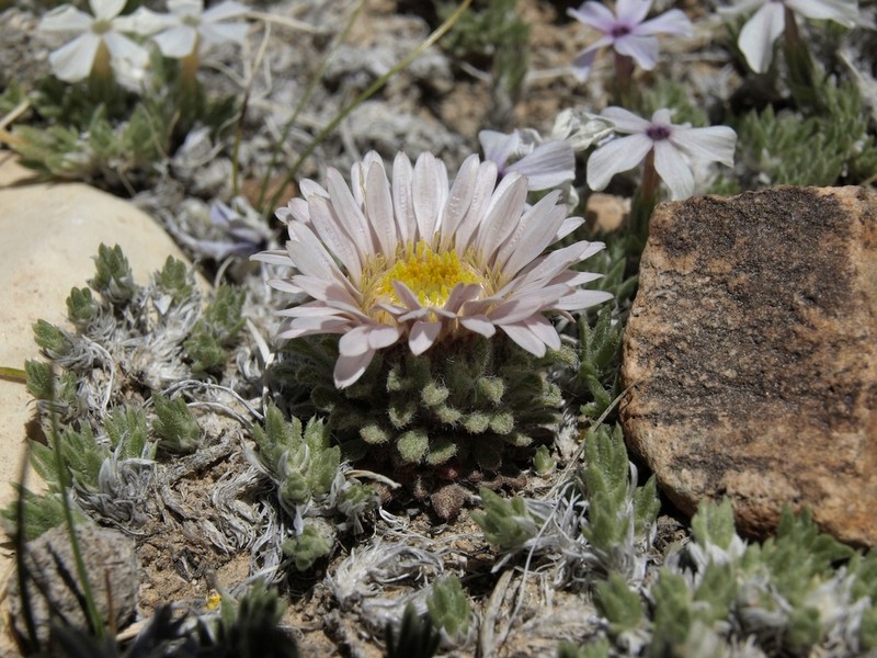 Cushion Townsend Daisy photo 7