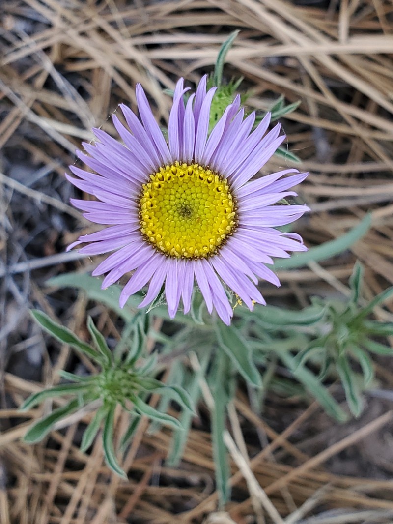 Tall Townsend Daisy photo 2
