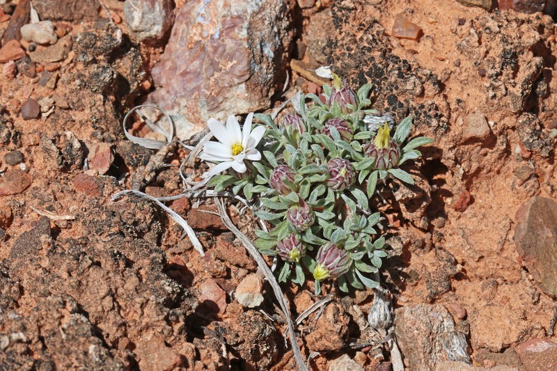 Stemless Townsend Daisy photo 4