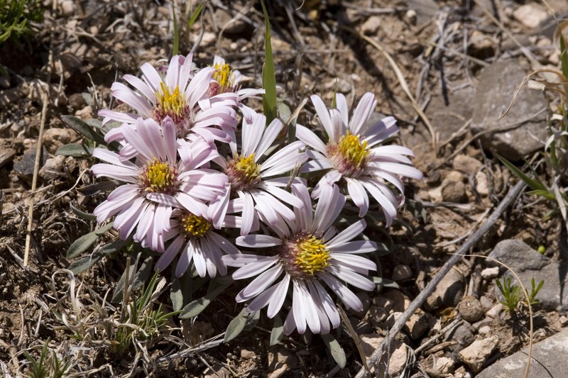 Stemless Townsend Daisy