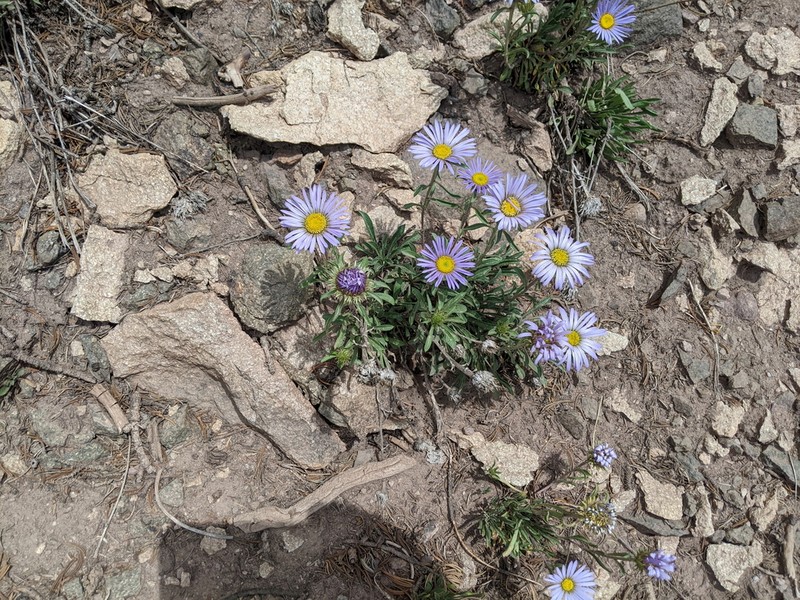 Tall Townsend Daisy photo 4