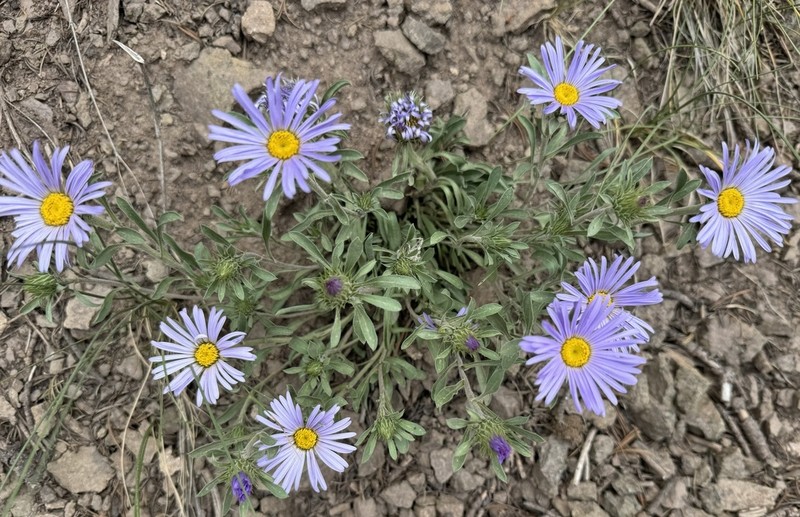 Tall Townsend Daisy photo 5