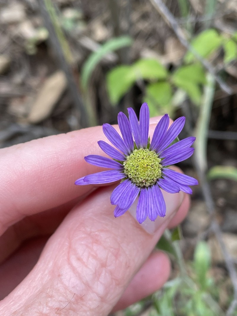Tall Townsend Daisy photo 8