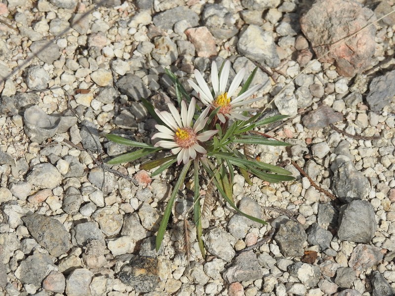Stemless Townsend Daisy photo 3