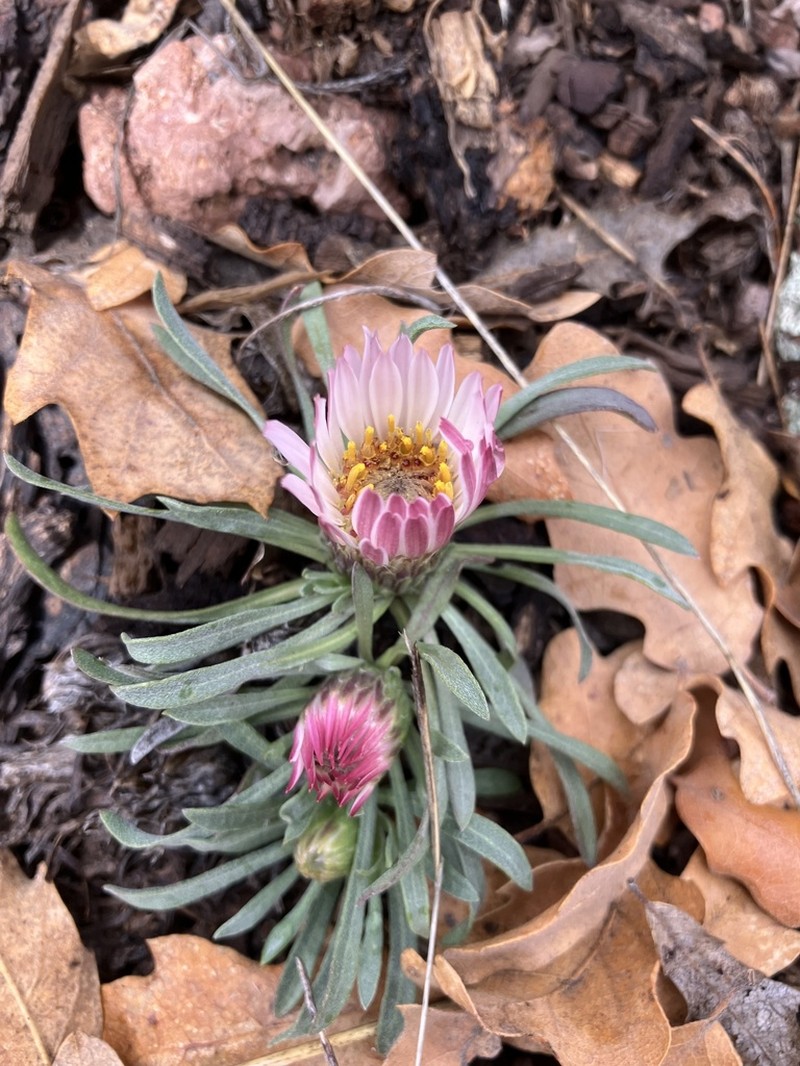 Stemless Townsend Daisy photo 5